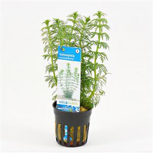 moeringswaterplanten Limnophila sessiliflora
 - 6 stuks - aquarium plant