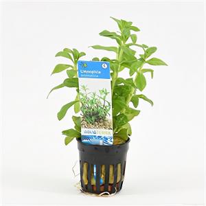 moeringswaterplanten Limnophila aromatica - 6 stuks - aquarium plant