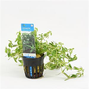 moeringswaterplanten Limnophila Vietnam mini - 6 stuks - aquarium plant