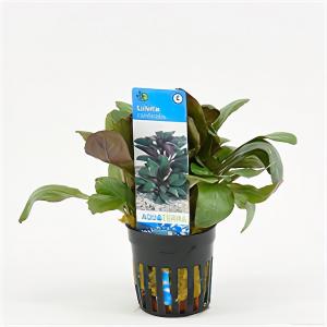 moeringswaterplanten Lobelia cardinalis - 6 stuks - aquarium plant