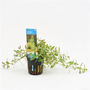 moeringswaterplanten Ludwigia arcuata - 6 stuks - aquarium plant