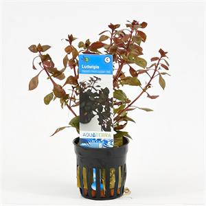 moeringswaterplanten Ludwigia repens mini - rood - 6 stuks - aquarium plant