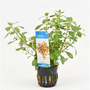 moeringswaterplanten Ludwigia mullertii - 6 stuks - aquarium plant