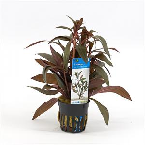 moeringswaterplanten Ludwigia perennis - 6 stuks - aquarium plant