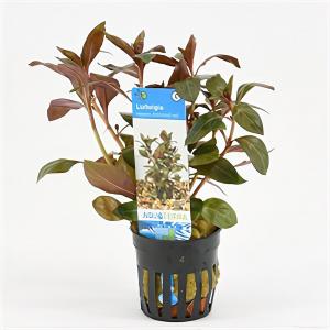 Moerings waterplanten Ludwigia repens rubin - Diamond Red
 - 6 stuks - aquarium plant