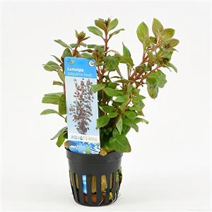 Moerings waterplanten Ludwigia palustris - 6 stuks - aquarium plant