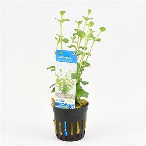 moeringswaterplanten Lysimachia nummularia - 6 stuks - aquarium plant