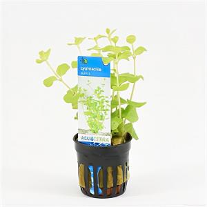 moeringswaterplanten Lysimachia nummularia aurea - 6 stuks - aquarium plant