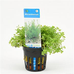 moeringswaterplanten Micranthemum micranthemoides - 6 stuks - aquarium plant