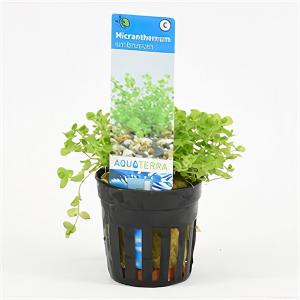 moeringswaterplanten Micranthemum umbrosum - 6 stuks - aquarium plant