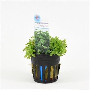 Moerings waterplanten Micranthemum Monte Carlo - 6 stuks - aquarium plant