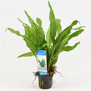 moeringswaterplanten Microsorum pteropus - 6 stuks - aquarium plant