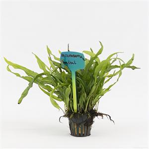 moeringswaterplanten Microsorum pteropus mini - 6 stuks - aquarium plant