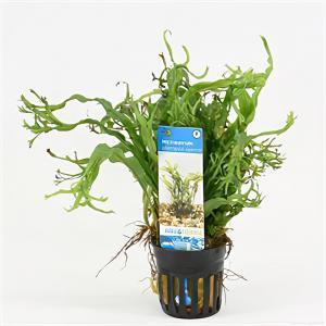 moeringswaterplanten Microsorum pteropus Windelov - 6 stuks - aquarium plant