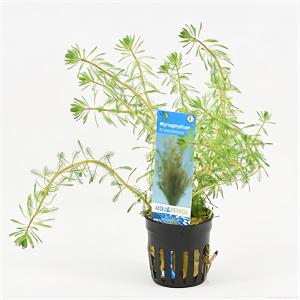 moeringswaterplanten Myriophyllum brasiliensis
 - 6 stuks - aquarium plant