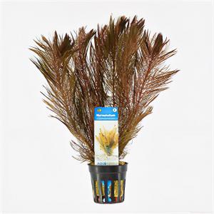moeringswaterplanten Myriophyllum mattogrossense - 6 stuks - aquarium plant