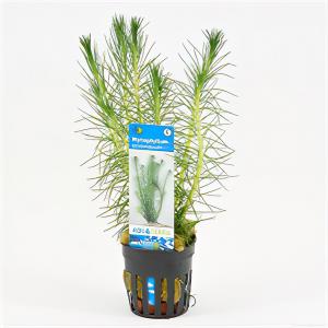 moeringswaterplanten Myriophyllum propinquum
 - 6 stuks - aquarium plant