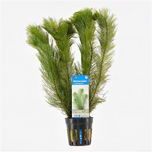 Moerings waterplanten Myriophyllum scabratum ofwel pinnatum - 6 stuks - aquarium plant