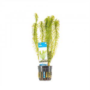 moeringswaterplanten Egeria densa - 6 stuks - aquarium plant