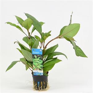 moeringswaterplanten Nomaphila siamensis
 - 6 stuks - aquarium plant