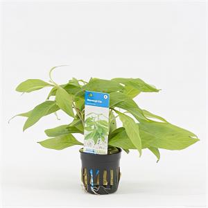 Moerings waterplanten Nomaphila stricta - 6 stuks - aquarium plant