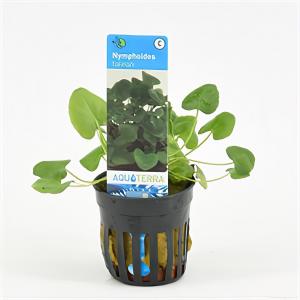 moeringswaterplanten Nymphoides taiwan - 6 stuks - aquarium plant