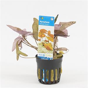 moeringswaterplanten Nymphaea zenkeri lotus rood
 - 6 stuks - aquarium plant