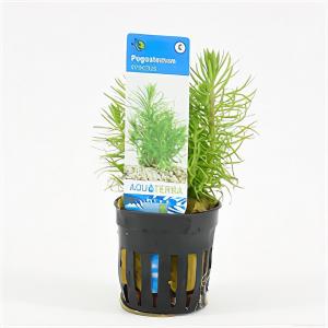 moeringswaterplanten Pogostemon erectus - 6 stuks - aquarium plant