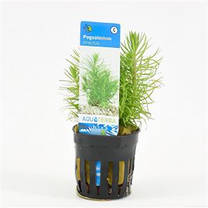 Moerings waterplanten Pogostemon erectus - 6 stuks - aquarium plant