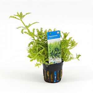 moeringswaterplanten Pogostemon helferi - 6 stuks - aquarium plant