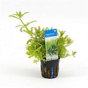 Moerings waterplanten Pogostemon helferi - 6 stuks - aquarium plant