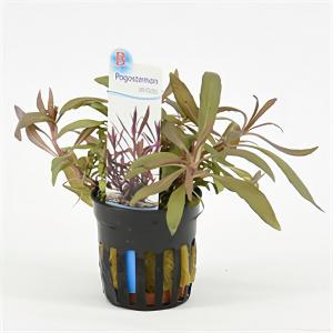 moeringswaterplanten Pogostemon stellata - 6 stuks - aquarium plant