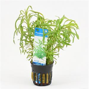 moeringswaterplanten Pogostemon octopus
 - 6 stuks - aquarium plant