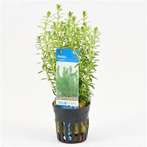 moeringswaterplanten Rotala bossii
 - 6 stuks - aquarium plant