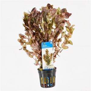 Moerings waterplanten Rotala macrandra - 6 stuks - aquarium plant