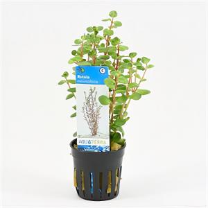 moeringswaterplanten Rotala rotundifolia
 - 6 stuks - aquarium plant