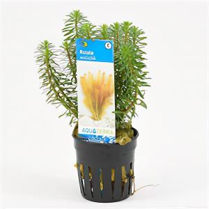 moeringswaterplanten Rotala wallichii
 - 6 stuks - aquarium plant