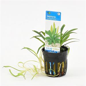 Moerings waterplanten Sagittaria platyphylla - 6 stuks - aquarium plant