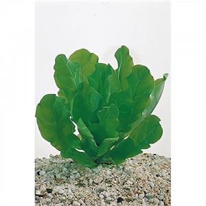 moeringswaterplanten Samolus floribundus - 6 stuks - aquarium plant