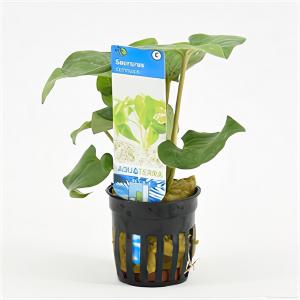 moeringswaterplanten Saururus cernuus
 - 6 stuks - aquarium plant