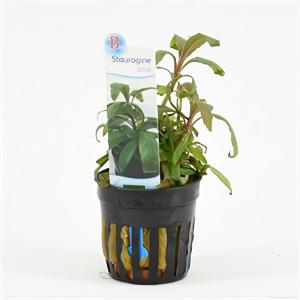moeringswaterplanten Staurogyne bihar
 - 6 stuks - aquarium plant