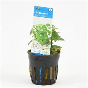 moeringswaterplanten Staurogyne rubescens - 6 stuks - aquarium plant