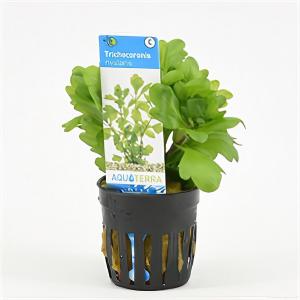 moeringswaterplanten Shinnersia rivularis
 - 6 stuks - aquarium plant