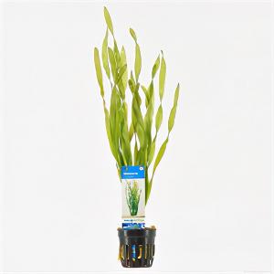 moeringswaterplanten Vallisneria asiatica - 6 stuks - aquarium plant