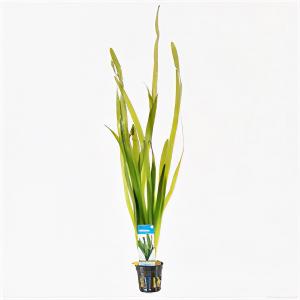 moeringswaterplanten Vallisneria gigantea rubra - 6 stuks - aquarium plant
