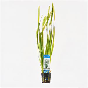 moeringswaterplanten Vallisneria spiralis - 6 stuks - aquarium plant