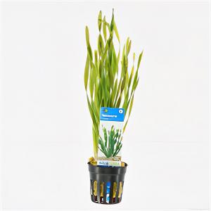 moeringswaterplanten Vallisneria torta
 - 6 stuks - aquarium plant
