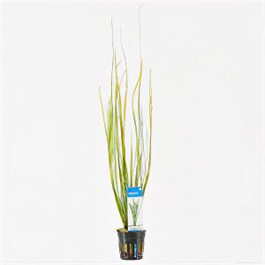moeringswaterplanten Vallisneria natans
 - 6 stuks - aquarium plant