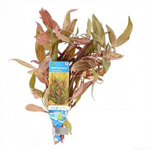 moeringswaterplanten Alternanthera reineckii rosaefolia - 10 stuks - aquarium plant