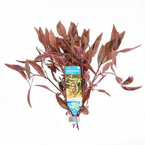 moeringswaterplanten Alternanthera reineckii sessilis - 10 stuks - aquarium plant